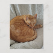 かわいい眠たいジンジャー子猫 ポストカード (正面)