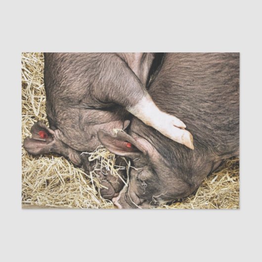 かわいい眠っている豚 薄葉紙 (正面)