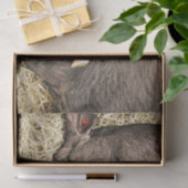 かわいい眠っている豚 薄葉紙 (ギフト)