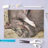 かわいい眠っている豚 薄葉紙 (クラフト)