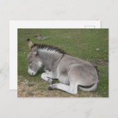 かわいい眠りベビーロバfoal ポストカード (正面/裏面)