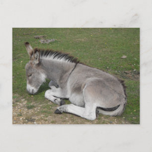 かわいい眠りベビーロバfoal ポストカード