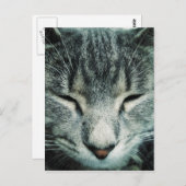 かわいい眠り虎猫子猫 ポストカード (正面/裏面)