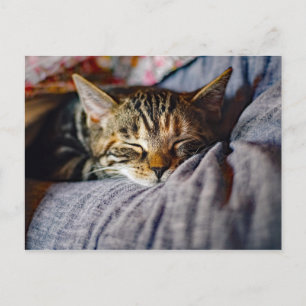 かわいい眠る猫の写真 ポストカード