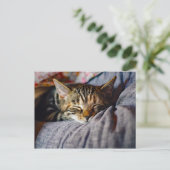 かわいい眠る猫の写真 ポストカード (スタンド正面)