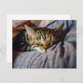 かわいい眠る猫の写真 ポストカード (正面/裏面)