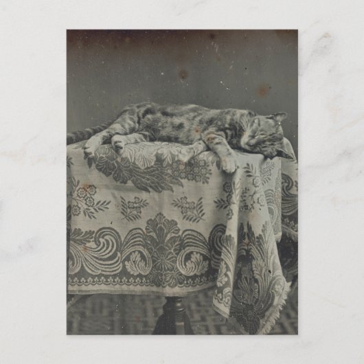 かわいい眠る猫 ヴィンテージ写真 ブランケット ポストカード (正面)