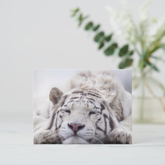 かわいい眠れるホワイトタイガー ポストカード (スタンド正面)