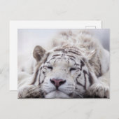 かわいい眠れるホワイトタイガー ポストカード (正面/裏面)