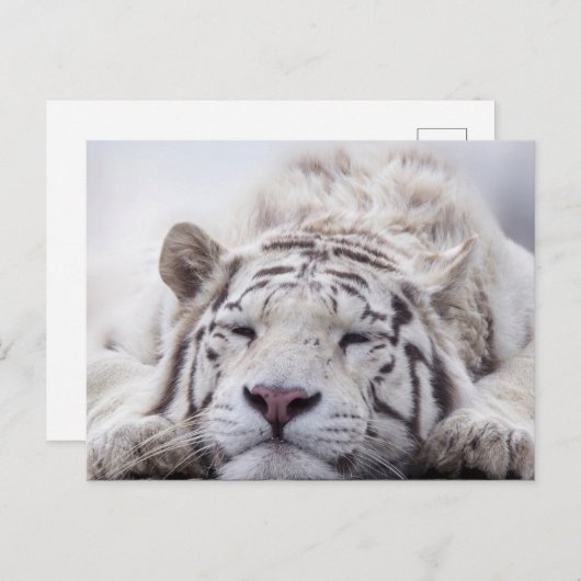 かわいい眠れるホワイトタイガー ポストカード (正面/裏面)