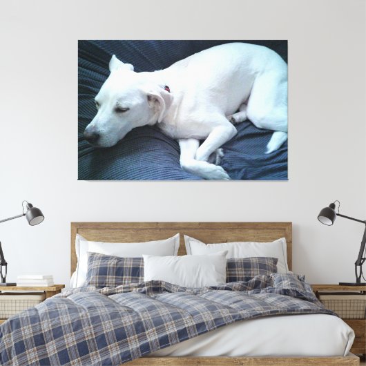 かわいい眠れる白犬の写真|過去記事 キャンバスプリント (インサイチュ (寝室))