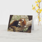 かわいい眠れる赤いパンダ口の中の食べ物 カード (黄色い花)