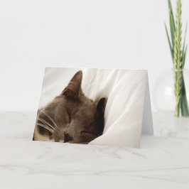 かわいい睡眠猫の空白のな挨拶状 カード