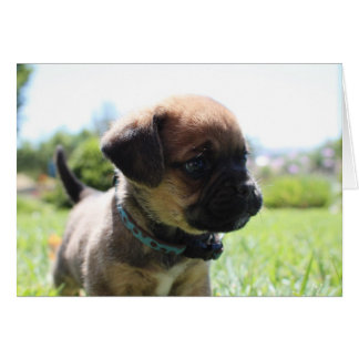 かわいい私はありません