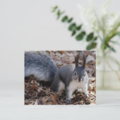 かわいい秋の灰色のリス ポストカード (スタンド正面)