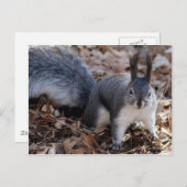 かわいい秋の灰色のリス ポストカード (正面/裏面)