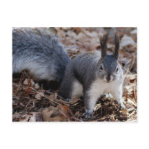 かわいい秋の灰色のリス