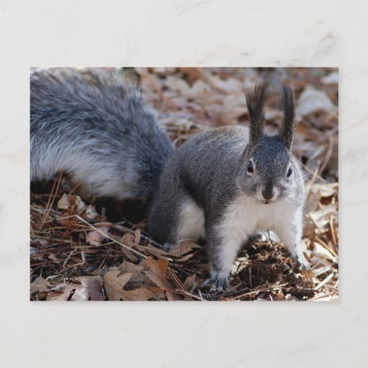 かわいい秋の灰色のリス ポストカード (正面)