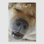 かわいい秋田の笑顔おもしろい犬愛 (正面)