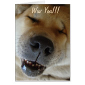 かわいい秋田の笑顔おもしろい犬愛 (正面)