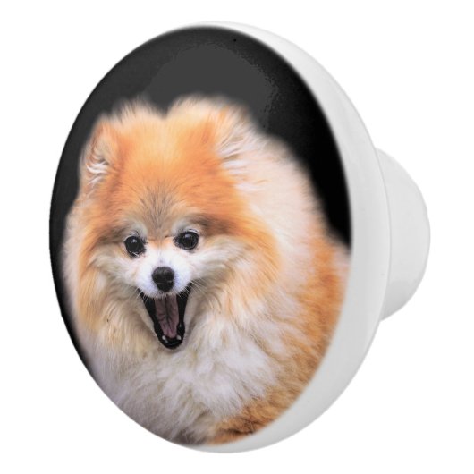 かわいい笑いポメラニア犬犬 セラミックノブ (右)