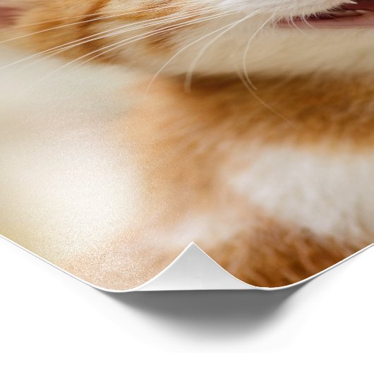 かわいい笑顔の子猫おもしろい顔猫ニャー写真 フォトプリント (角)