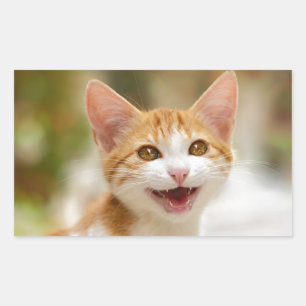 かわいい笑顔の子猫おもしろい顔猫ニャー写真 長方形シール