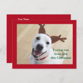 かわいい笑顔の白いトナカイ犬レッドクリスマス ポストカード (正面/裏面)