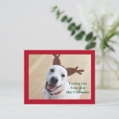 かわいい笑顔の白いトナカイ犬 赤いクリスマス ポストカード (スタンド正面)