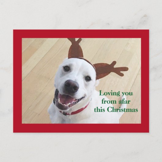 かわいい笑顔の白いトナカイ犬 赤いクリスマス ポストカード (正面)
