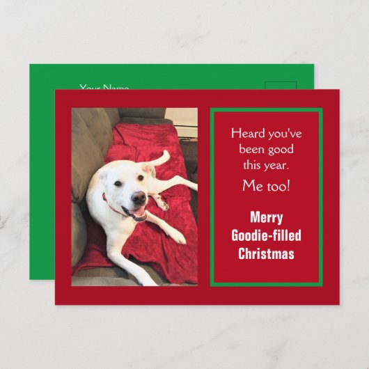 かわいい笑顔の白犬レッドクリスマスの写真 シーズンポストカード (正面/裏面)