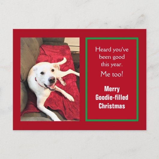 かわいい笑顔の白犬レッドクリスマスの写真 シーズンポストカード (正面)