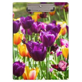 かわいい紫と黄色のチューリップ クリップボード