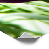 かわいい紫と黄色のチューリップ ポスター (角)