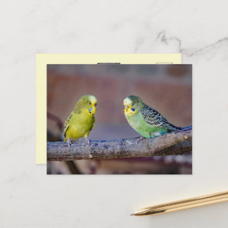 かわいい緑と黄色のセキセイインコのカスタムフォトカード ポストカード