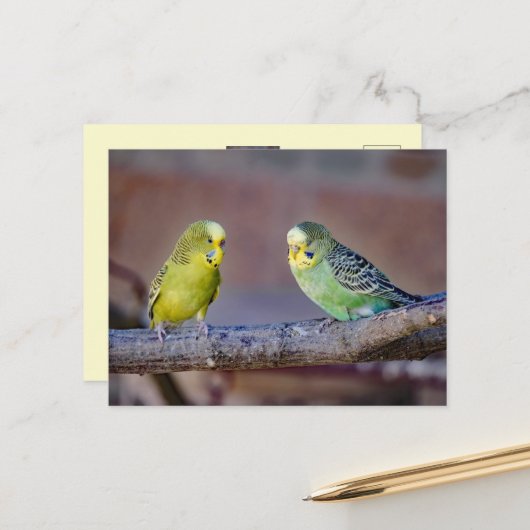 かわいい緑と黄色のセキセイインコのカスタムフォトカード ポストカード (正面/裏面インサイチュ)