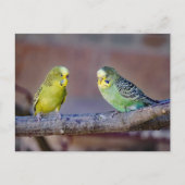 かわいい緑と黄色のセキセイインコのカスタムフォトカード ポストカード (正面)