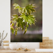 かわいい緑のカエデの枝葉小 ポスター (キッチン)