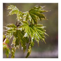 かわいい緑のカエデの枝葉小