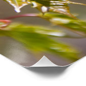 かわいい緑のカエデの枝葉小 ポスター (コーナー)