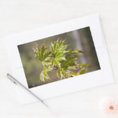 かわいい緑のカエデの枝葉小 長方形シール (封筒)