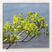 かわいい緑の枝が風に ガラスコースター (正面)