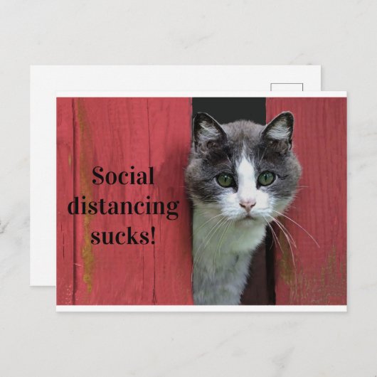 かわいい緑の目の猫、社会的な距離最低隔 ポストカード (正面/裏面)