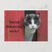 かわいい緑の目の猫、社会的な距離最低隔 ポストカード (正面)