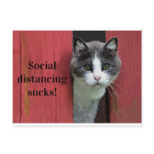 かわいい緑の目の猫、社会的な距離最低隔