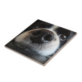 かわいい縁どコリー鼻クローズアップ タイル (側面)