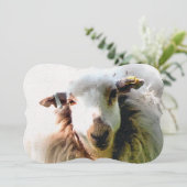 かわいい羊の招待状 (スタンド正面)