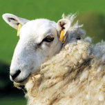 かわいい羊<br><div class="desc">かわいい羊の写真デザイン。</div>
