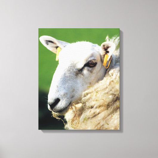 かわいい羊 キャンバスプリント (正面)