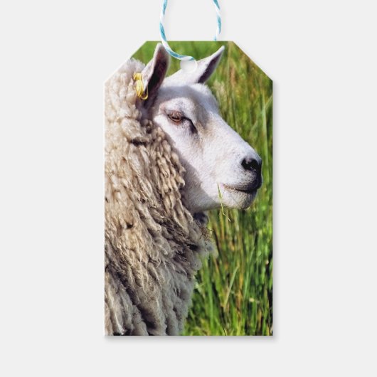 かわいい羊 ギフトタグ (正面)
